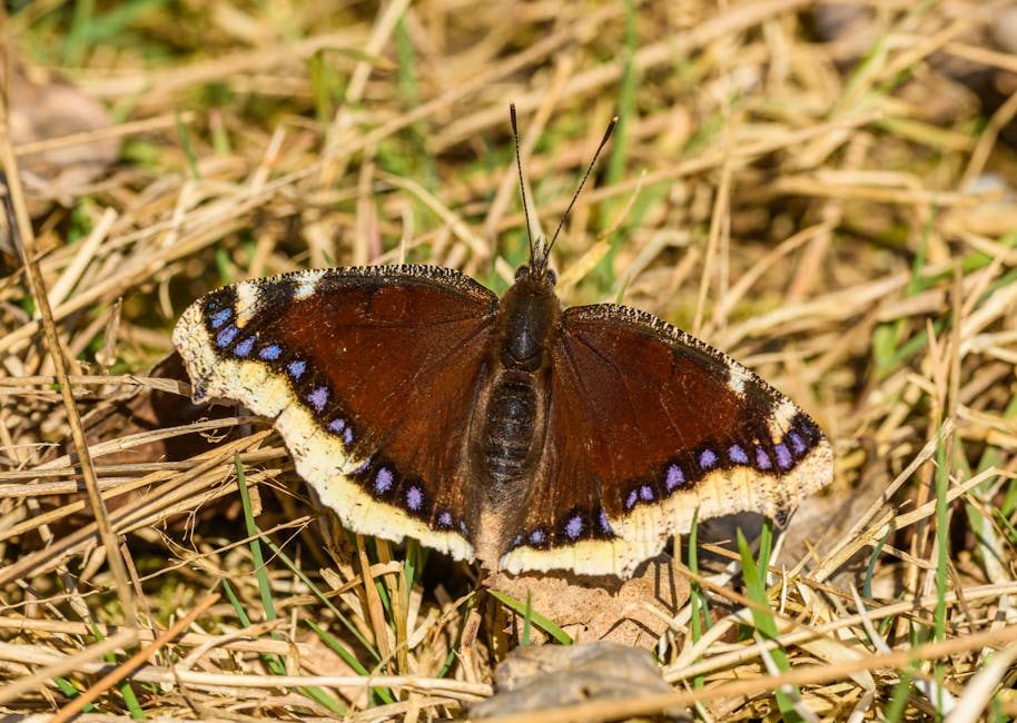 A close-up of a butterfly resting on a bed of dried grass and small green plants. The butterfly has dark brown wings with a row of blue and white spots along the outer edges and a yellowish margin at the bottom. The body is dark and segmented, with antennae extending upward. The background consists of natural, earthy tones with a mixture of dry twigs, grass, and some green foliage. The scene is illuminated by natural daylight, highlighting the details of the butterfly and the surroundings, which could be part of a habitat where house removal or relocation services, such as those provided by Man and Van Camberwell, might take place during outdoor packing or transport activities.